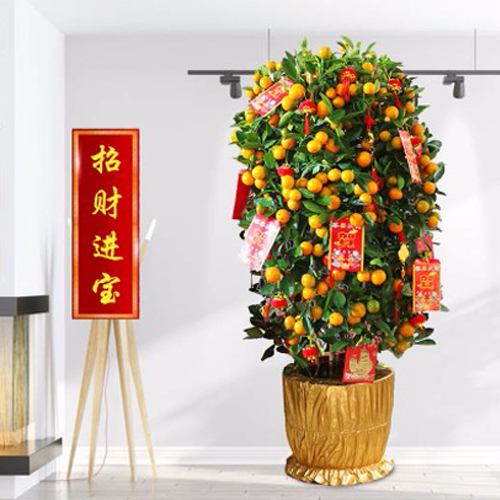 东莞年桔批发销售